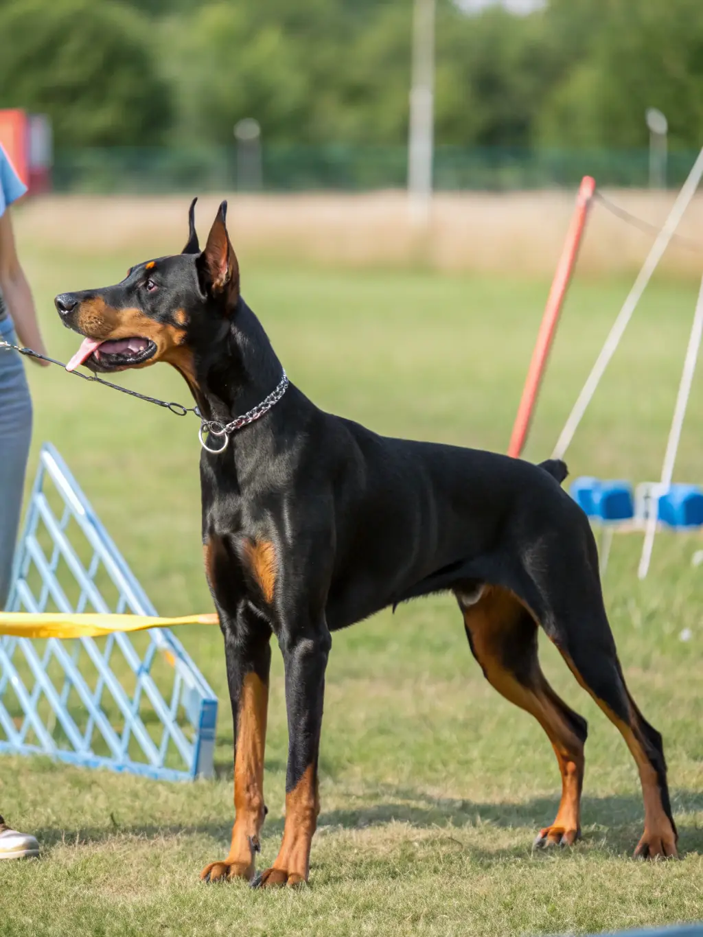 A close-up shot of a hunting dog, specifically a pointer, in action during a field training session organized by SAINT-HUBERT NAJACOISE, highlighting the importance of canine companions in hunting.